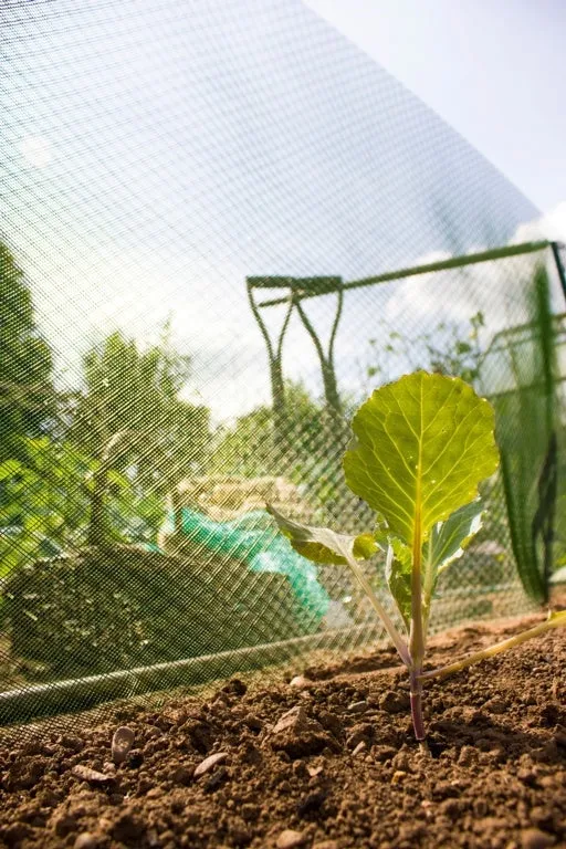 Apollo Plant Shading 10m x 660mm x 3mm