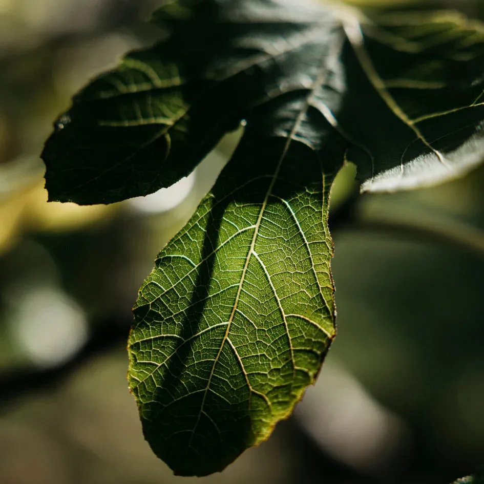 Fig Tree Scented Tin Candle