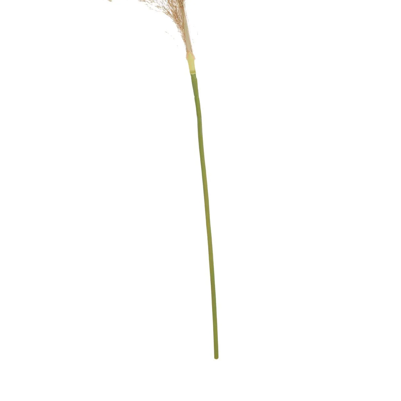 Fiori Pampas Grass | Natural Stem