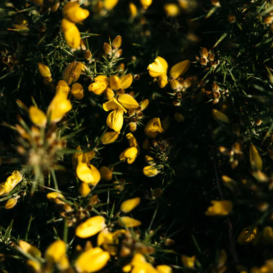 Wild Gorse Scented Tealights
